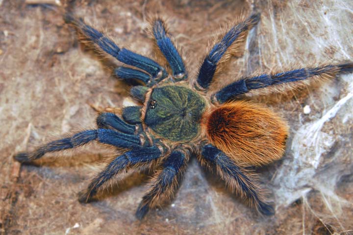 Chromatopelma cyaneopubescens