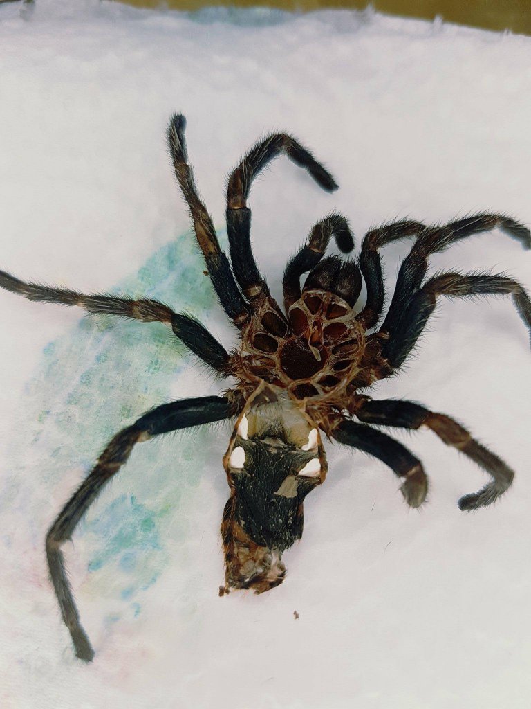 Chromatopelma Cyaneopubescens