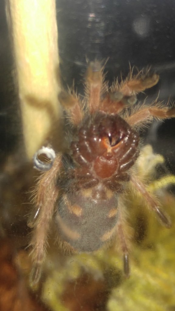 Chromatopelma cyaneopubescens