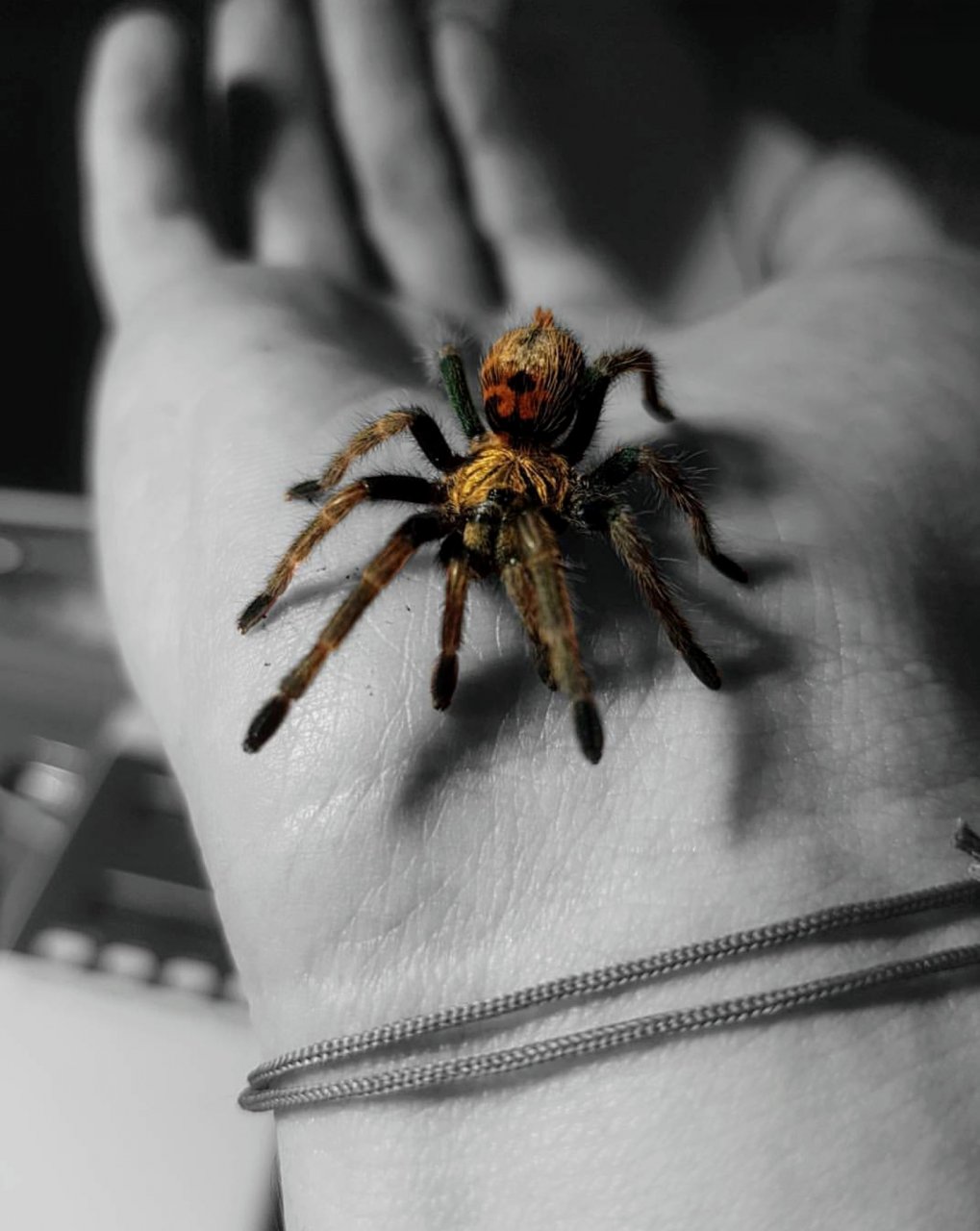 Chromatopelma Cyaneopubescens