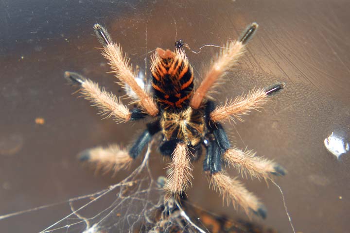 Chromatopelma cyaneopubescens