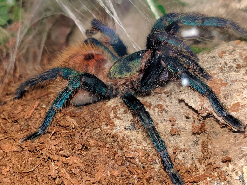 Chromatopelma cyaneopubescens