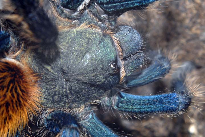 Chromatopelma cyaneopubescens