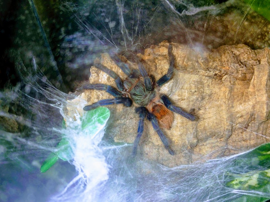 Chromatopelma Cyaneopubescens