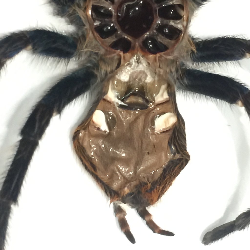 Chromatopelma cyaneopubescens