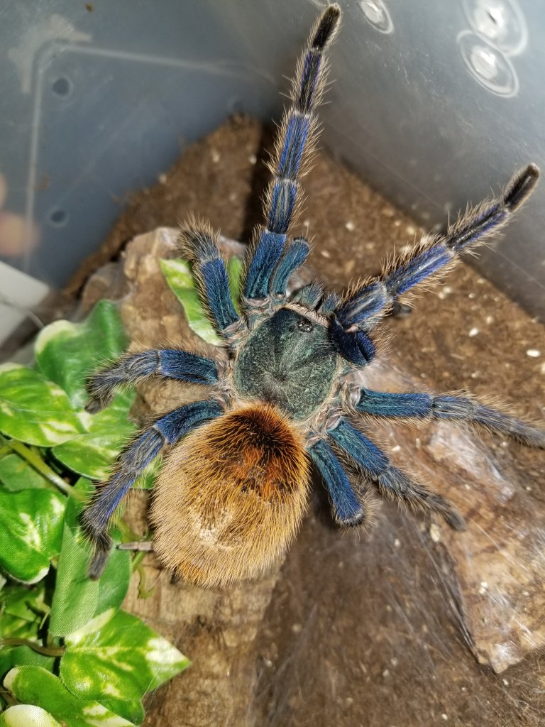 Chromatopelma cyaneopubescens