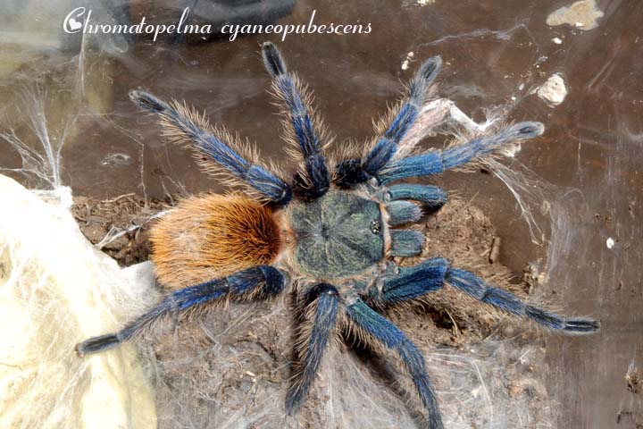 Chromatopelma cyaneopubescens