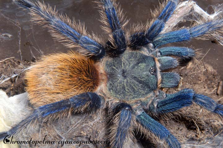 Chromatopelma cyaneopubescens