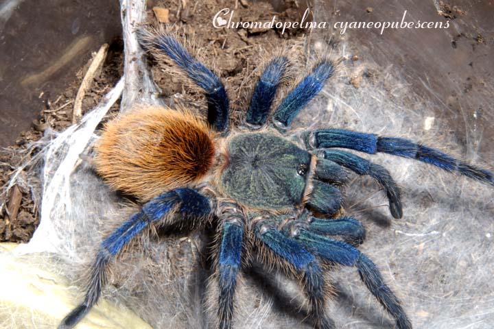 Chromatopelma cyaneopubescens