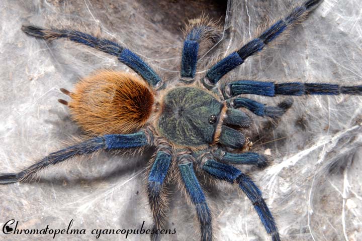 Chromatopelma cyaneopubescens