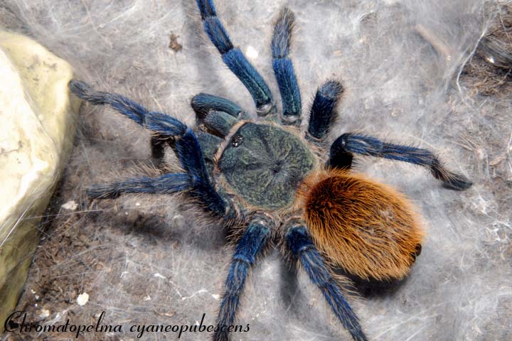 Chromatopelma cyaneopubescens