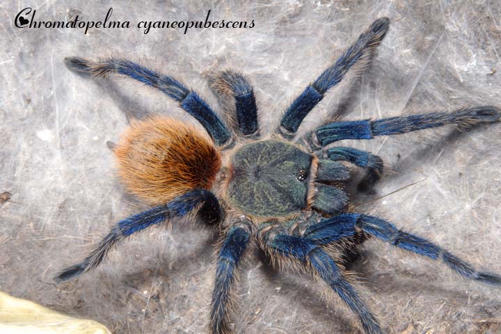 Chromatopelma cyaneopubescens