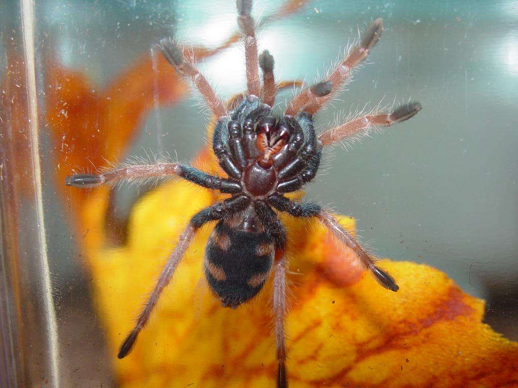 Chromatopelma Cyaneopubescens