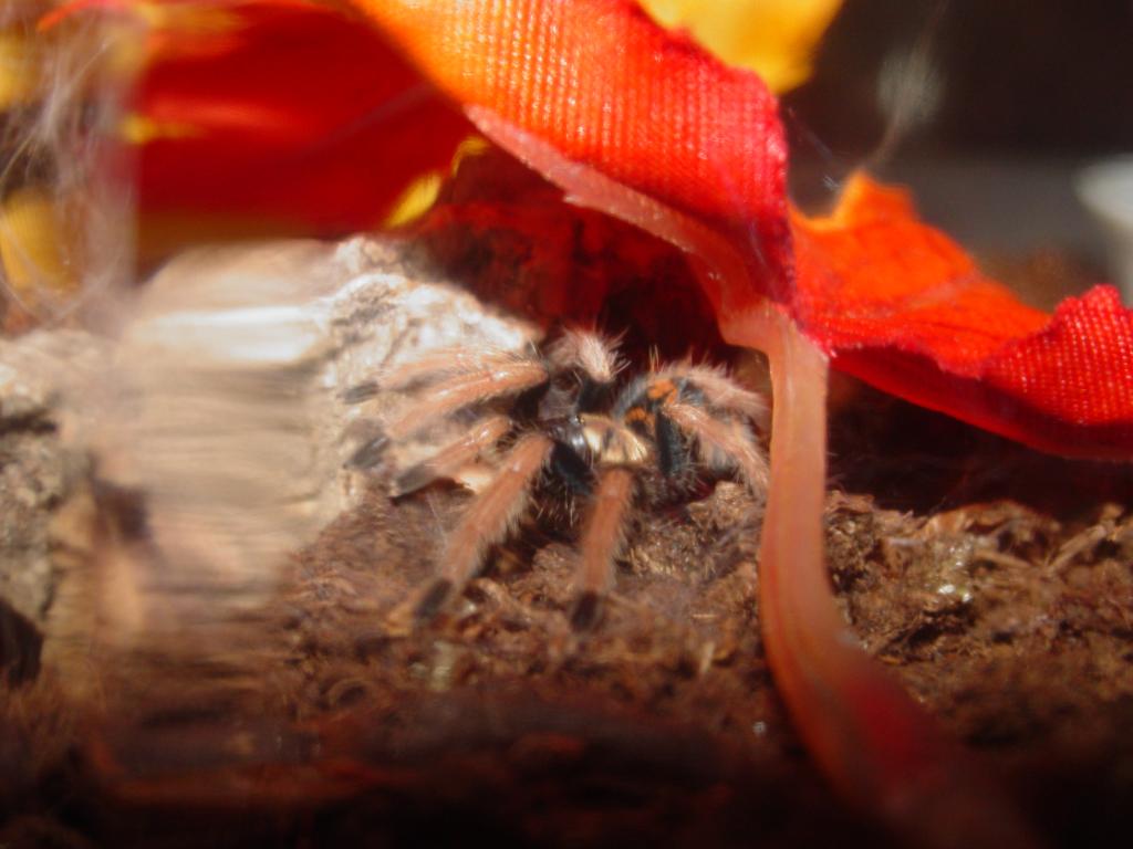 Chromatopelma Cyaneopubescens