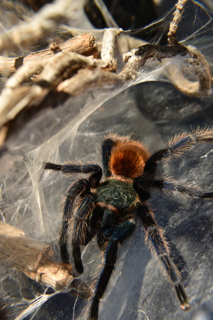 Chromatopelma cyaneopubescens