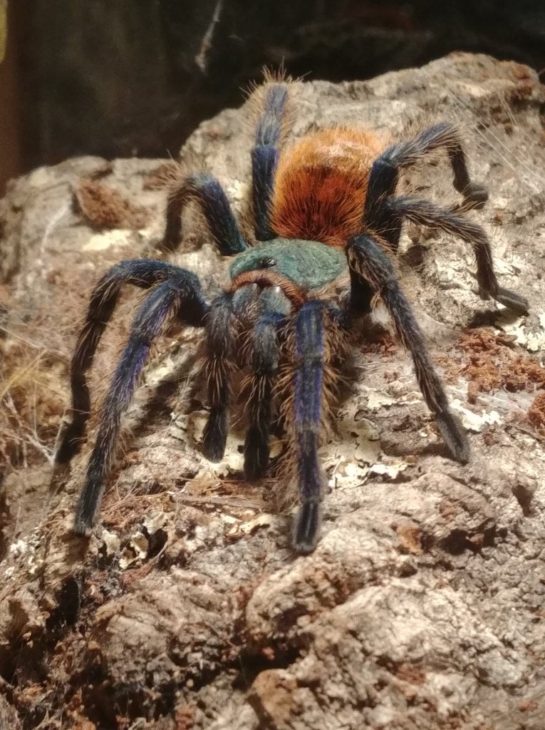 Chromatopelma cyaneopubescens