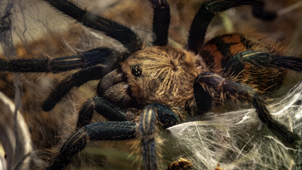 Chromatopelma Cyaneopubescens