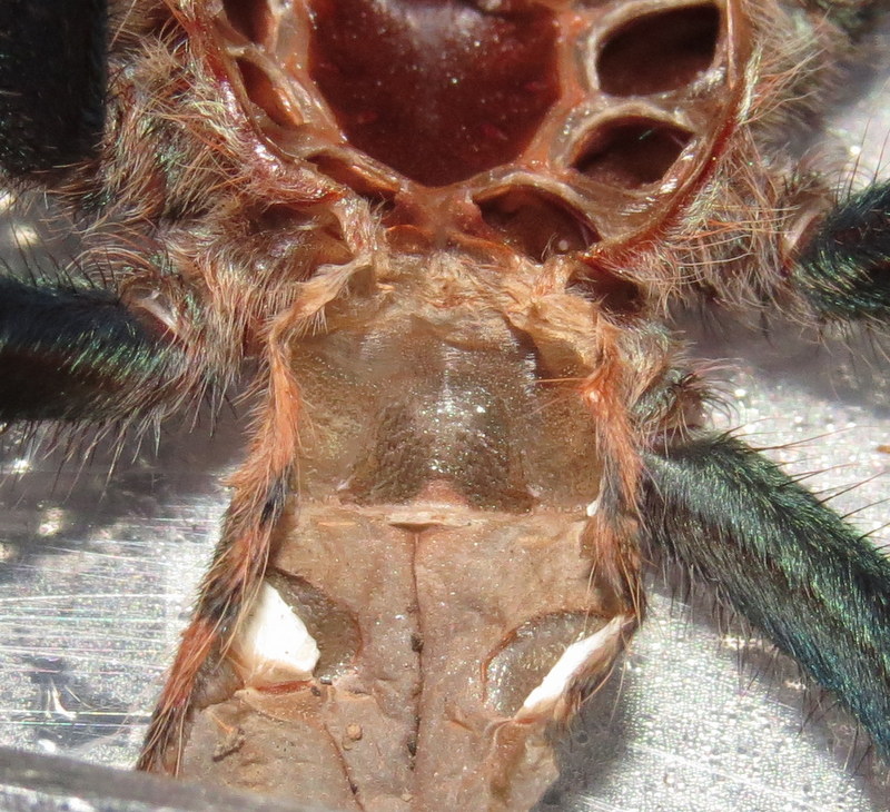 Chromatopelma Cyaneopubescens