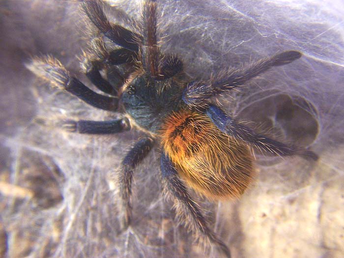 Chromatopelma Cyaneopubescens