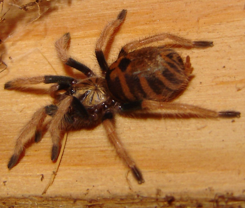 Chromatopelma cyaneopubescens