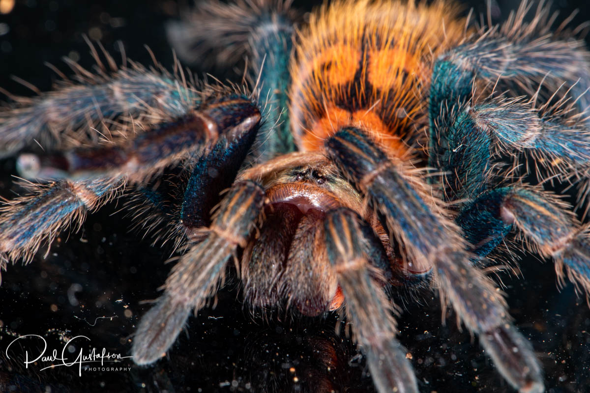 Chromatopelma cyaneopubescens