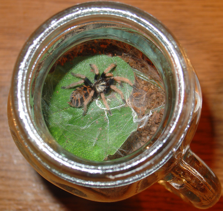 Chromatopelma cyaneopubescens