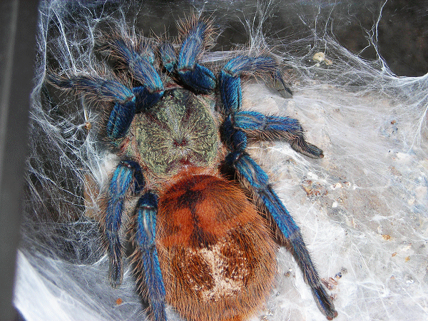 Chromatopelma Cyaneopubescens