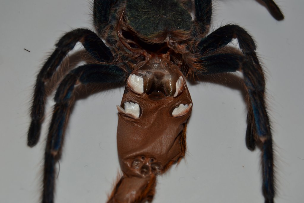 Chromatopelma cyaneopubescens