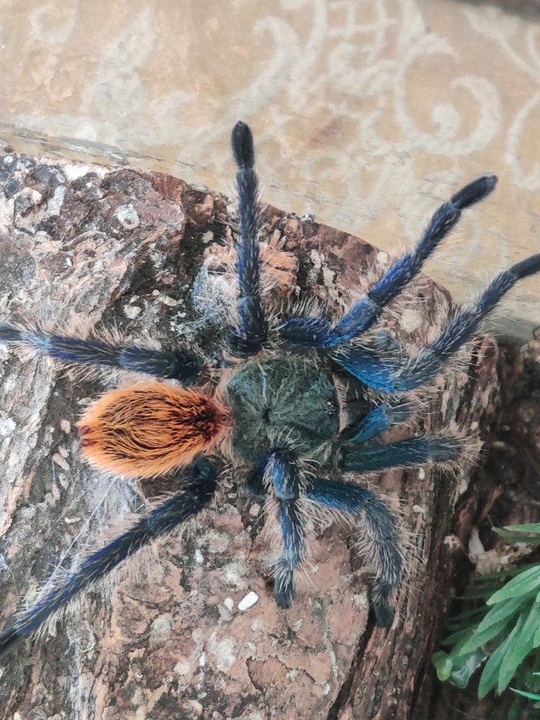 Chromatopelma cyaneopubescens