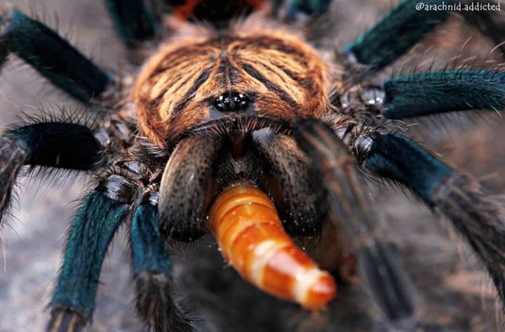 Chromatopelma cyaneopubescens.