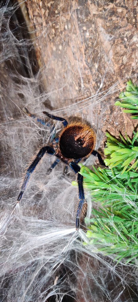 Chromatopelma cyaneopubescens