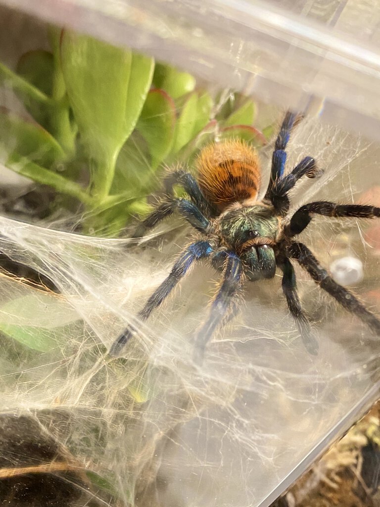 Chromatopelma cyaneopubescens