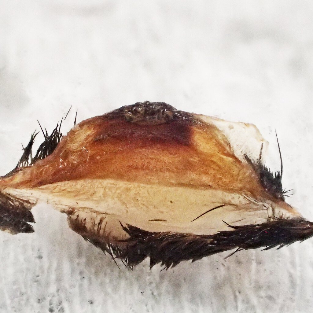 Chromatopelma cyaneopubescens