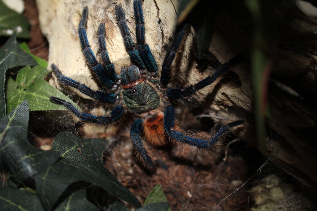 Chromatopelma cyaneopubescens