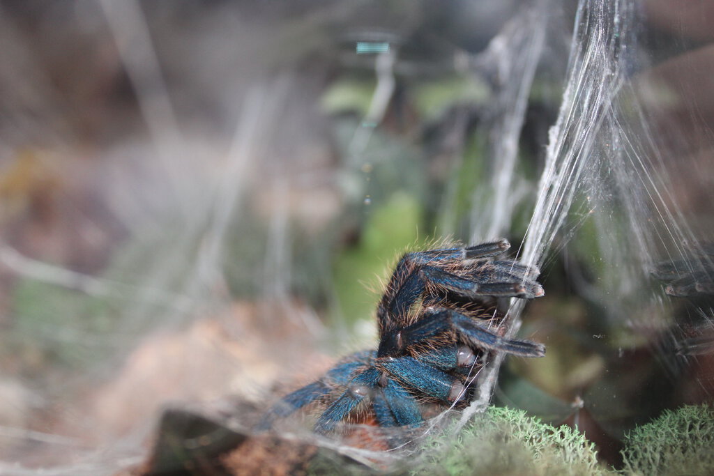 Chromatopelma cyaneopubescens