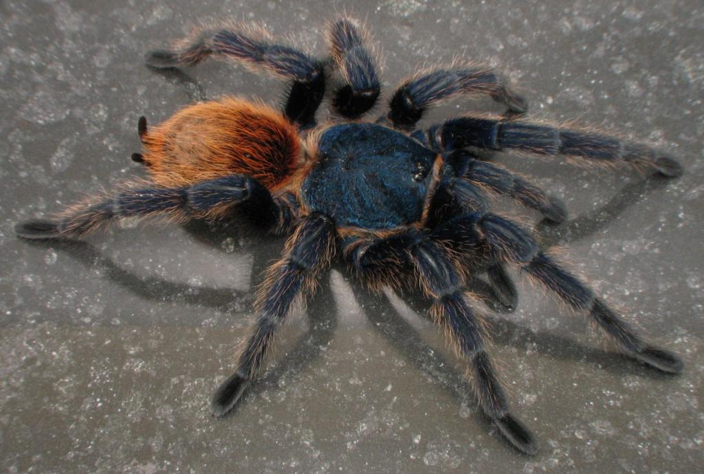 Chromatopelma cyaneopubescens