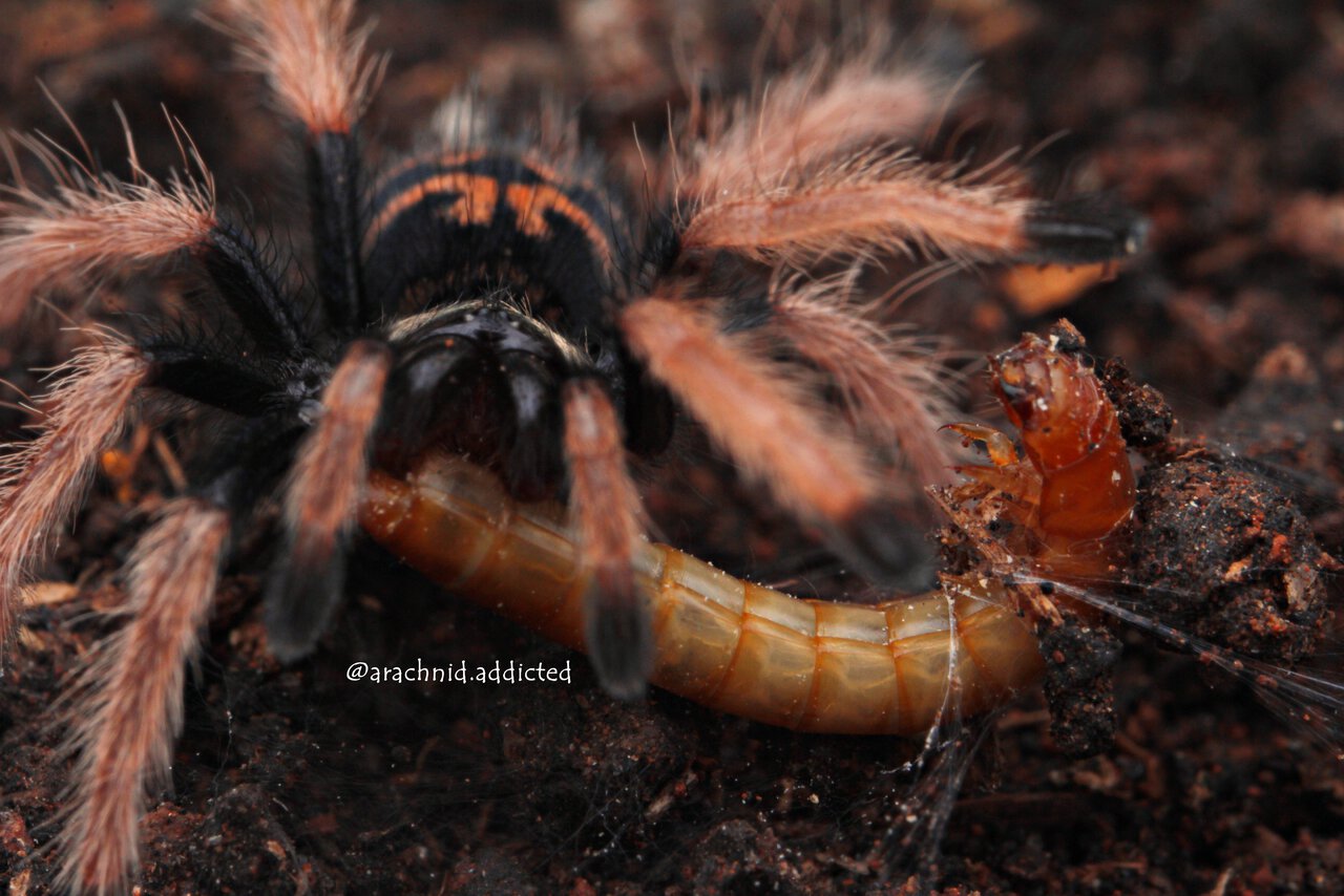 Chromatopelma cyaneopubescens.