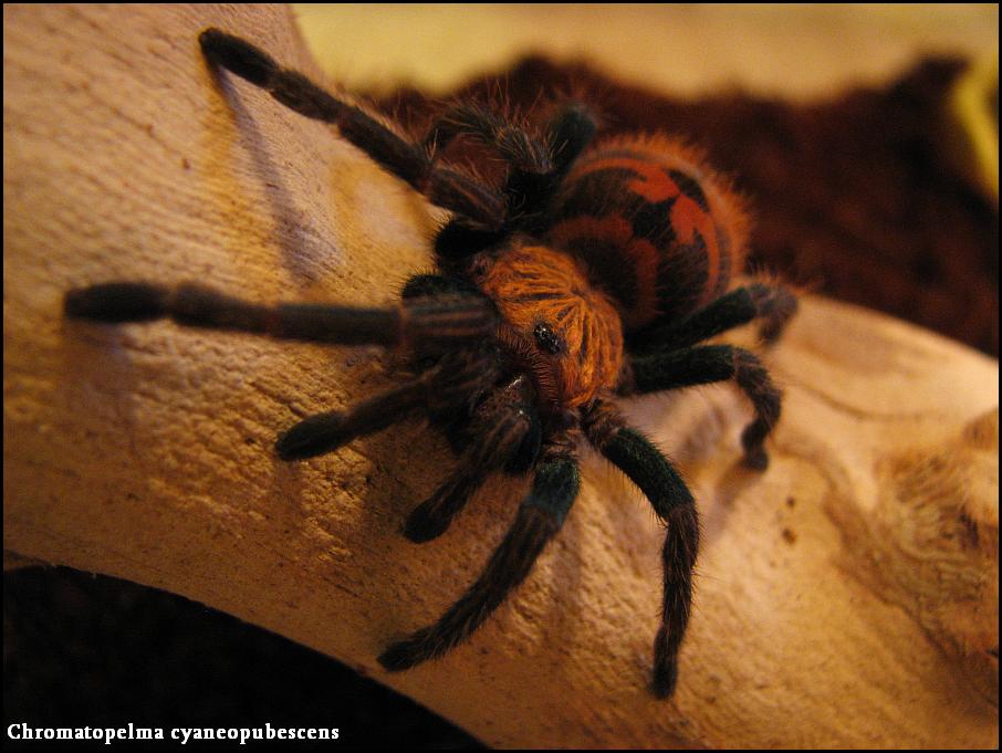 Chromatopelma cyaneopubescens