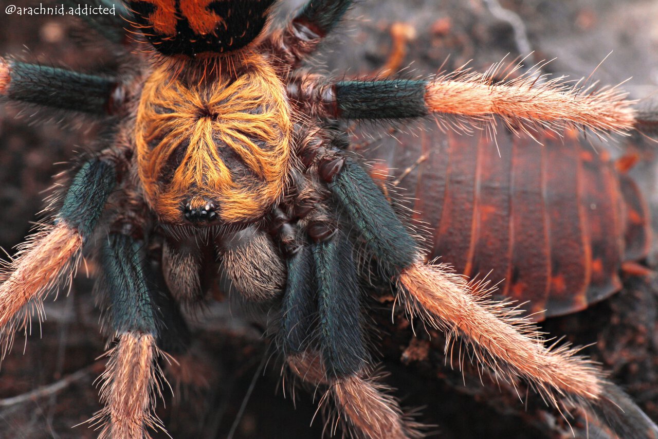 Chromatopelma cyaneopubescens.