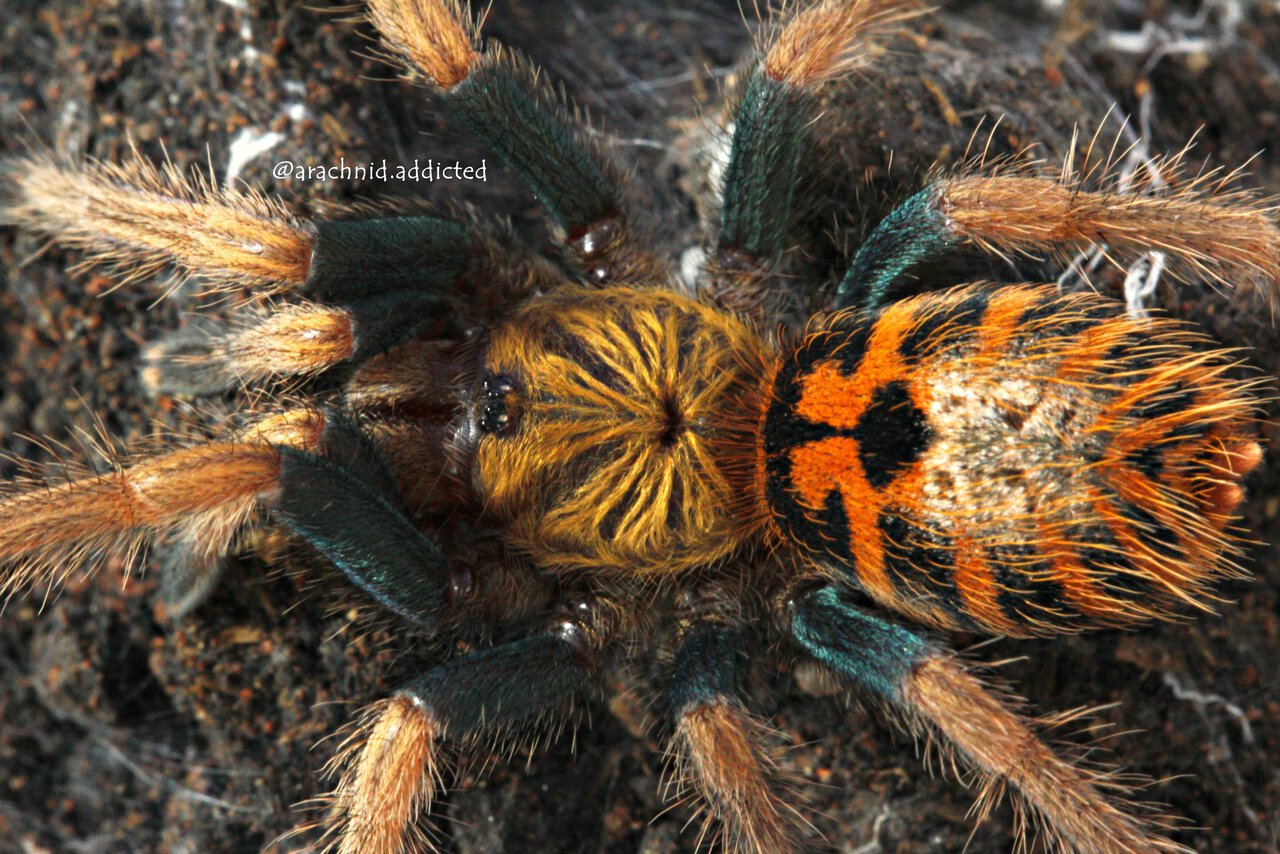 Chromatopelma cyaneopubescens.