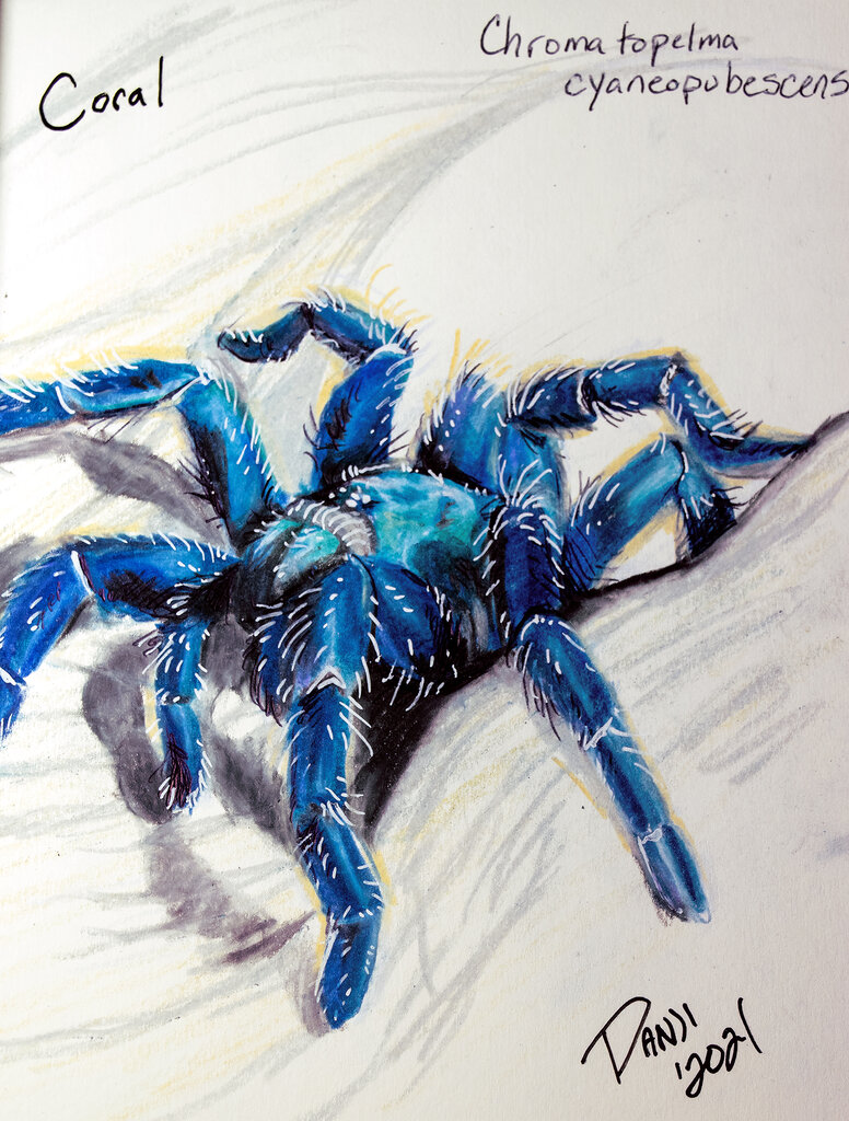 Chromatopelma cyaneopubescens