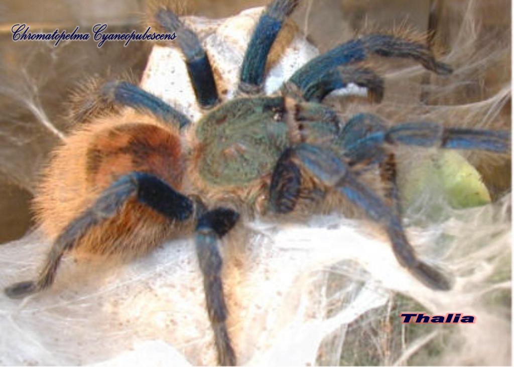 Chromatopelma cyaneopubescens