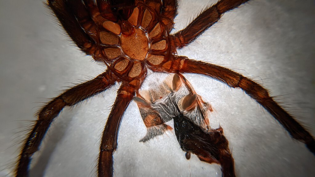 Chromatopelma cyaneopubescens