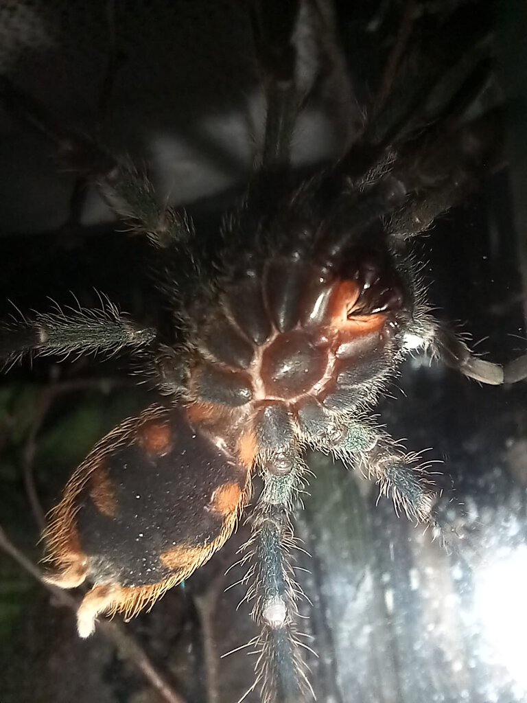 Chromatopelma cyaneopubescens