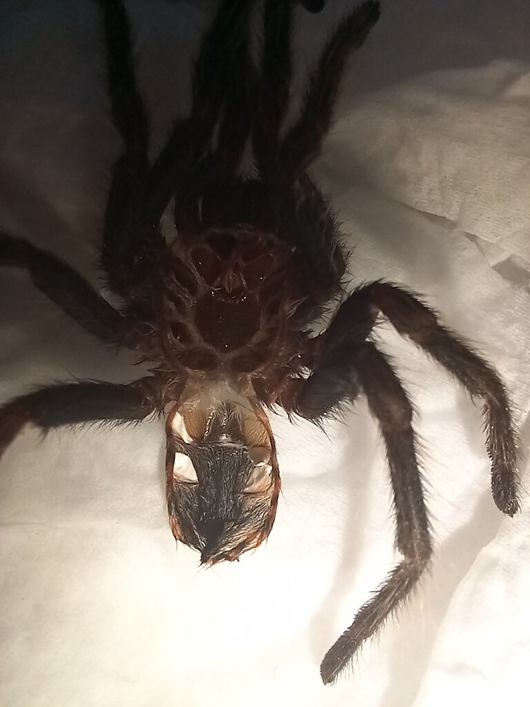 Chromatopelma cyaneopubescens