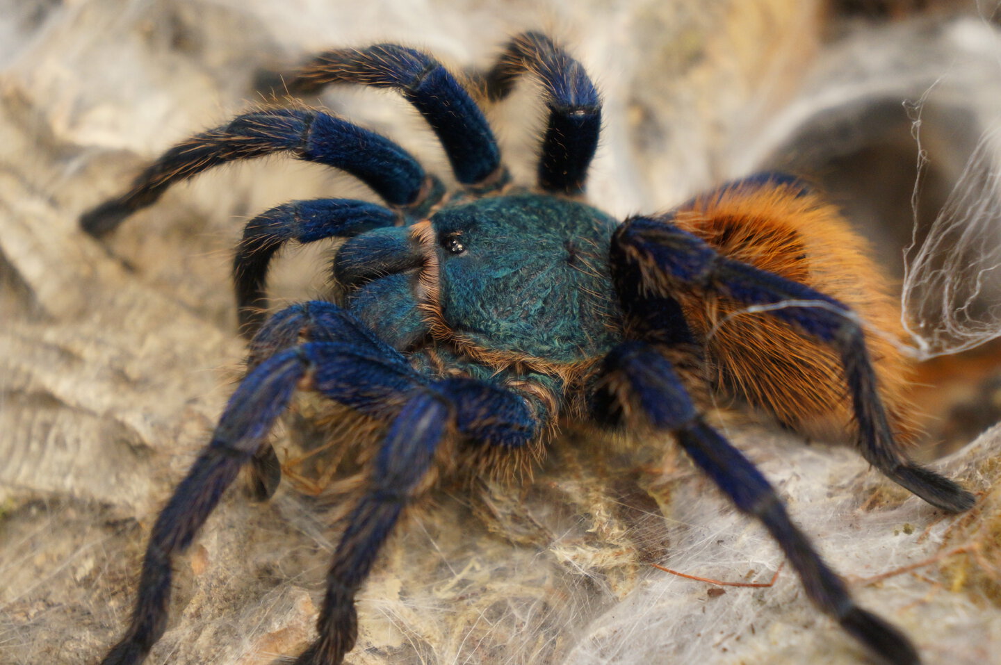 Chromatopelma cyaneopubescens | Arachnoboards