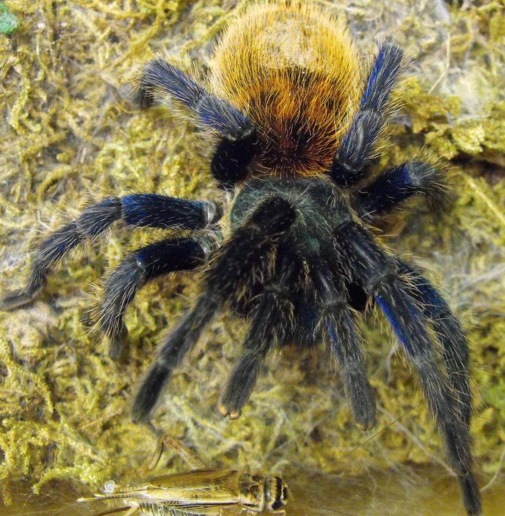 Chromatopelma cyaneopubescens