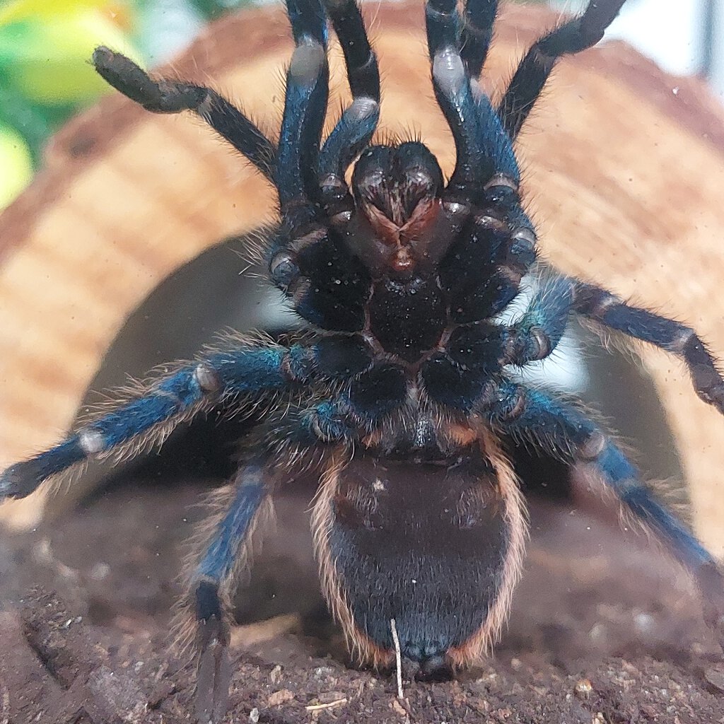 Chromatopelma cyaneopubescens