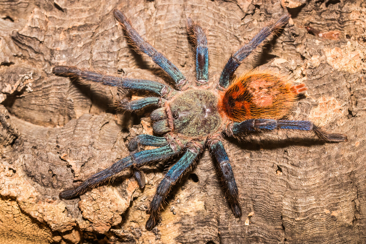 Chromatopelma cyaneopubescens