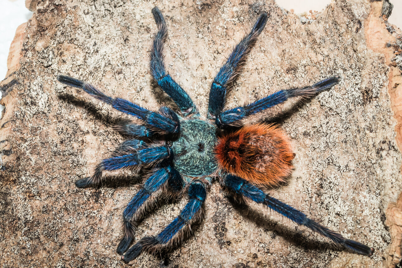 Chromatopelma cyaneopubescens